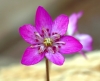 Show product details for Hepatica japonica Benioiran